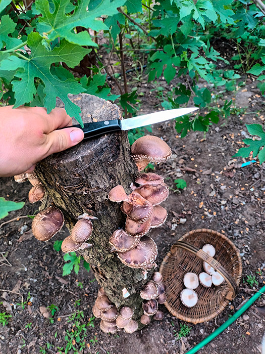 Svampe i skovhave