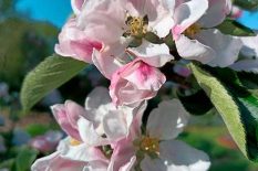 Et æbletræ i blomst i skovhaven